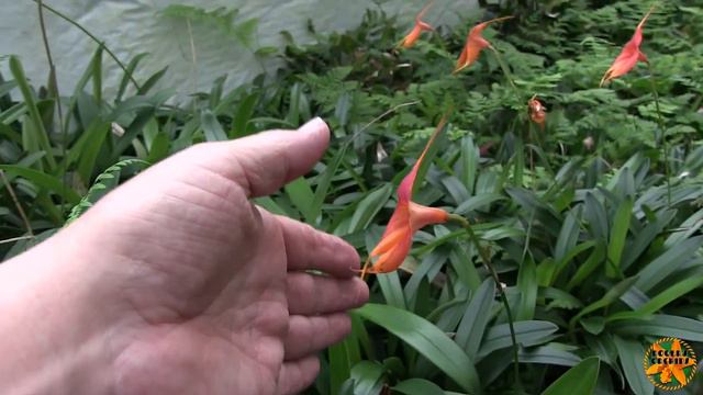 My Burnham's Orchid Nursery Trip Pt 1 - The 'Growing' Areas смотреть онлайн