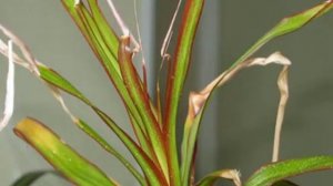 Почему у драцены опадают листья — причины