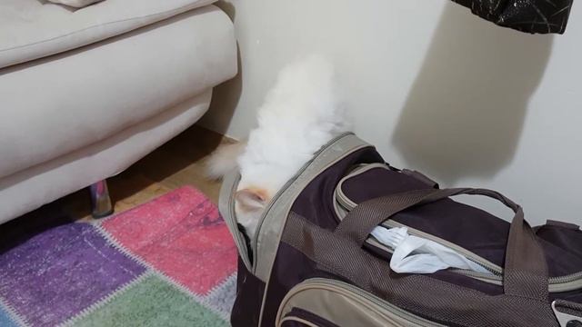 • Моя любимая черкесская кошка в Турции. My Favorite Circassian Cat In Turkey