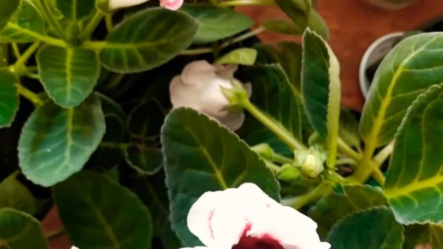 ОБЯЗАТЕЛЬНО ЗАЩИТИТЕ ГЛОКСИНИИ? от СОЛНЦА☀️ смотреть онлайн