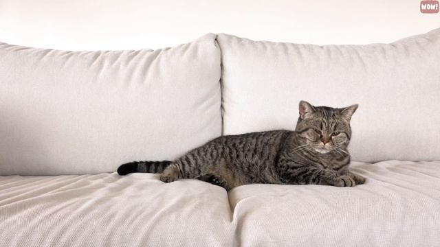 The Meaning Behind 14 Strangest Cat Behaviors | Jaw-Dropping Facts About Cats
