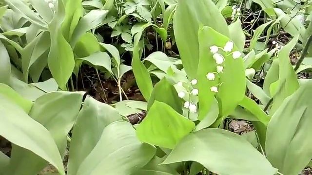 ЛАНДЫШИ ПАХНУТ ВЕСНОЙ!!!