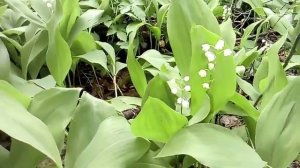 ЛАНДЫШИ ПАХНУТ ВЕСНОЙ!!!