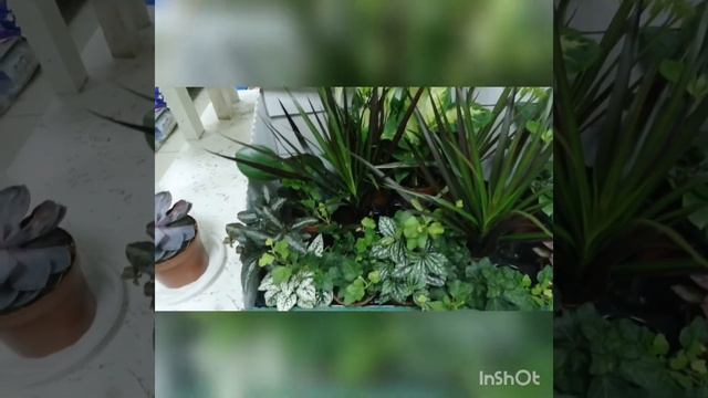 г. Кунгур! Любимый цветочный магазин! шикарный привоз! Набрала...........!!! смотреть онлайн