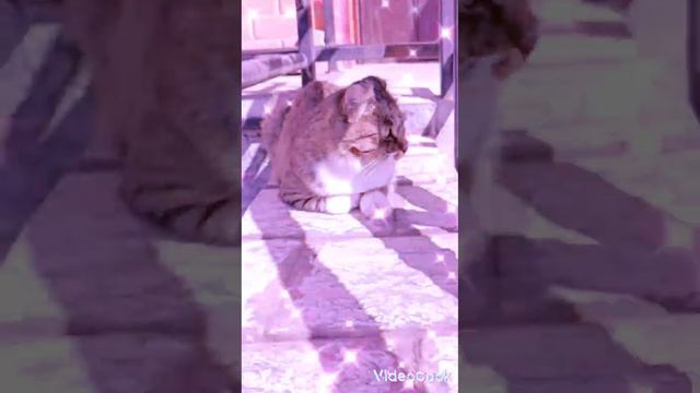 этот кот отморозил ухо и оно чуть-чуть оволилось😣😭😭😭😢😭😓😓