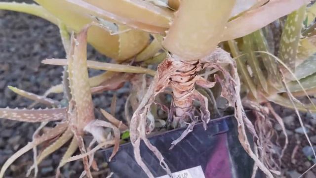 Aloe Vera Barbadensis Miller for bonsai смотреть онлайн