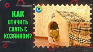 ТВ МИР-Как отучить собаку спать в кровати с хозяином