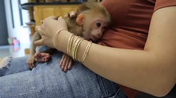 Watch TV and sleep with mom - Monkey GON