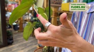 Филодендрон Параисо Верде - загадочная комнатная лиана