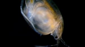 Дождевая лужа под микроскопом ч.2 (темное и светлое поле)