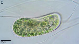 Парамеция бурсария (Paramecium bursaria).
