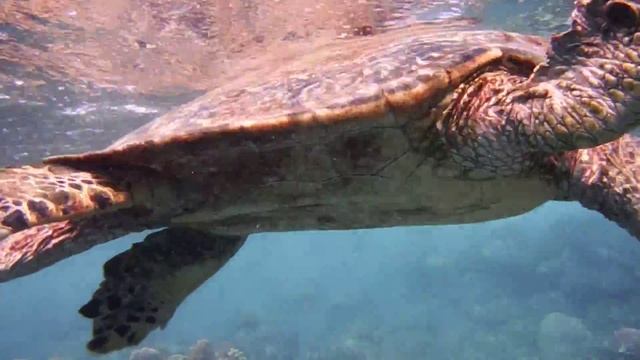 Meeresschildkröte Bissa.Черепаха Бисса (Eretmochelys imbricata).DSCF9949 смотреть онлайн