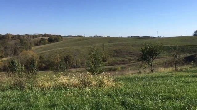 Индюшки и куры на свободном выпасе в саду смотреть онлайн