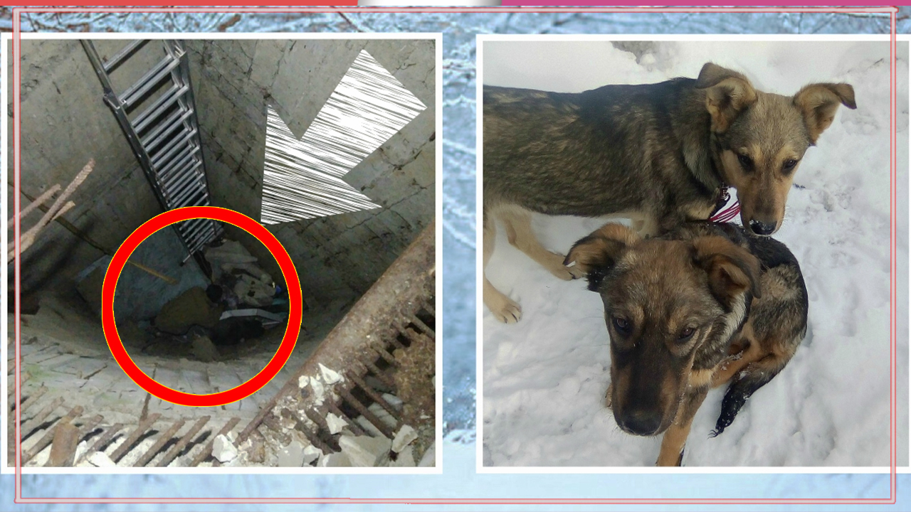 Уехал на рыбалку – вернулся со щенками! История спасения собачек из 8-метрового колодца смотреть онлайн