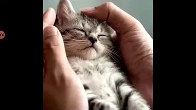 Грустное видео про кота до слёз (не обижай котов они братья наши меньшие) смотреть онлайн