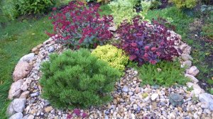 КАРЛИКОВЫЕ ИВЫ / БЕРЕЗЫ и Др. КУСТАРНИКИ ДЛЯ МАЛОУХОДНОГО САДА. Дачный креатив.