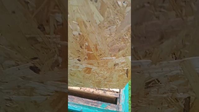 Если б мишки были пчёлами.. Какие анекдоты лезут в голову в экстремальных ситуациях?))))) смотреть онлайн