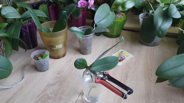 Снимаем детку с пня орхидеи фаленопсис. Как адаптировать воздушные корни к посадке в кору смотреть онлайн