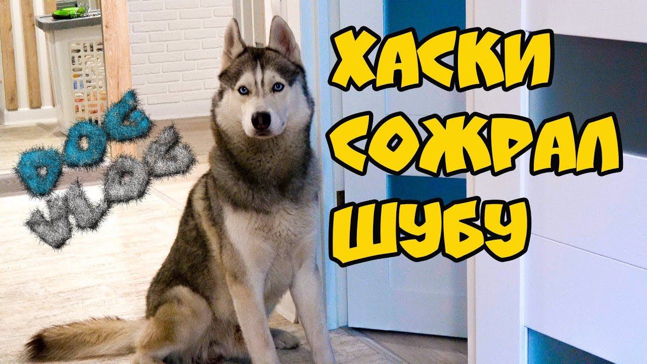 DOGVLOG: ХАСКИ СОЖРАЛ ШУБУ! Говорящая собака смотреть онлайн