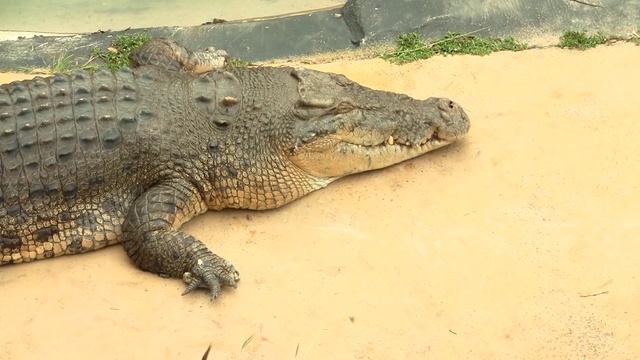 Saltwater Crocodile or Estuarine Crocodile (Crocodylus porosus) with Australian Water Dragon on Hea смотреть онлайн