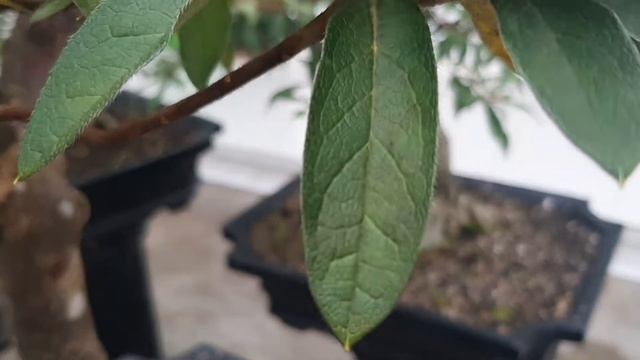 PESONA BUNGA Rhododendron BONSAI RHODODENDRON | TANAMAN HIAS смотреть онлайн