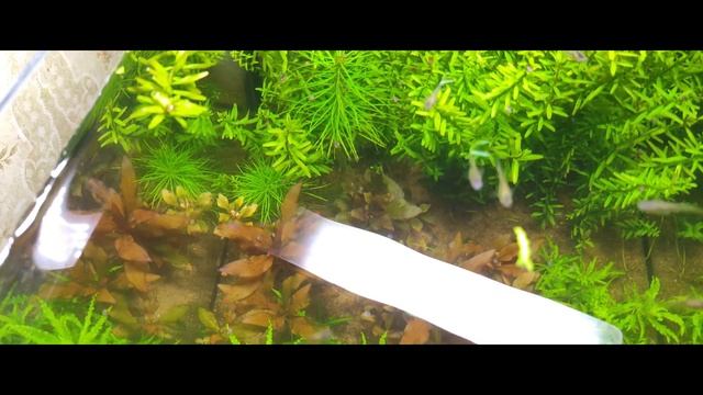 Нанокубик 30 литров 6 месяцев. смотреть онлайн