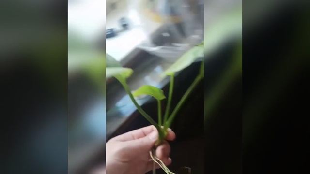 Эхинодорус Сингапур смотреть онлайн