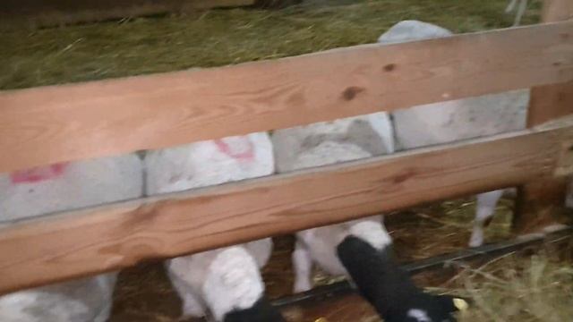 100% Дорпер у нас #dorpersheep #дорпер #семейнаяферма #фермероман #dorperram смотреть онлайн