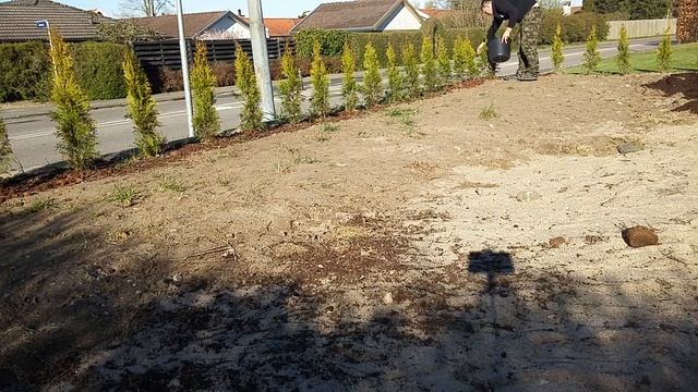 ТУЯ СМАРАГД. Как удобрять и поливать ТУЮ СМАРАГД смотреть онлайн