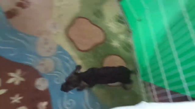 Щенок жесткошерстной таксы - Девочка с геном кофе!!! ВЕНАТУС ВЕНАТИКУС МАГИЯ ЛЕСА ... ПРОДАЁТСЯ смотреть онлайн