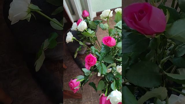 спрятала вкусняшки в розах сказала ищи и где они смотреть онлайн
