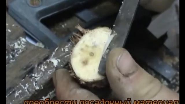Подземная прививка винограда часть № 2 смотреть онлайн