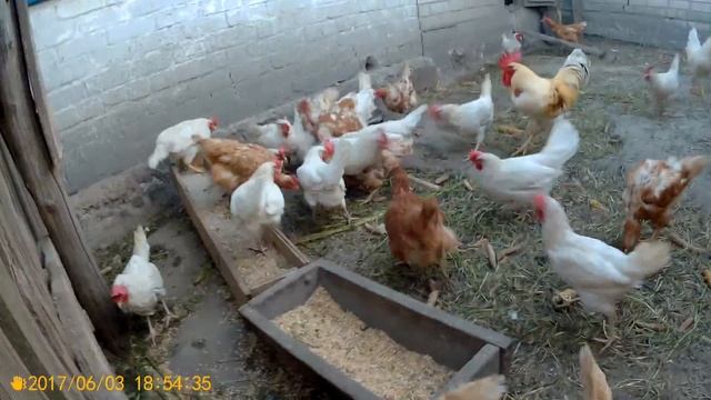 Куриное регби)) смотреть онлайн