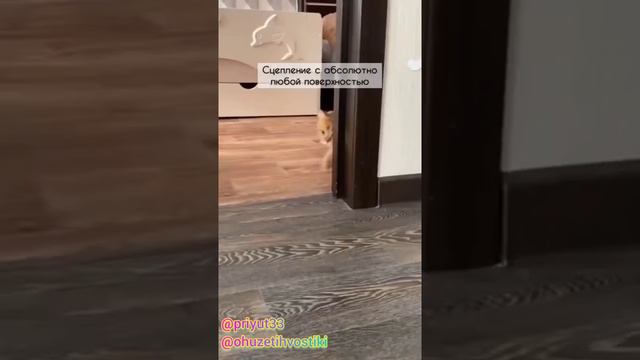 Ох уж эти Хвостики. Выпуск 3. смотреть онлайн