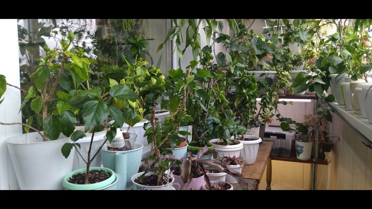 Сколько цветов в моём доме... Фотообзор. смотреть онлайн