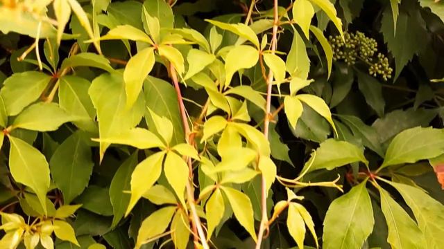 #плющ#ростевсюди#трава#ivy#growseverywhere#grass#l'edera#cresceovunque#erba#sarmaşık#heryerdey... смотреть онлайн