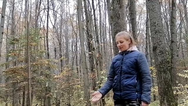 отвод  лесосек_угломерная съемка буссолью