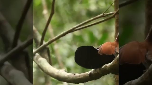 Mating dance (особый брачный танец) смотреть онлайн