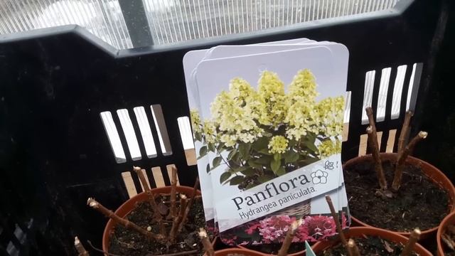 Видео каталог метельчатых гортензий Весна-23. Про контейнеры, про ОКС, про штамбы, про многолетники смотреть онлайн