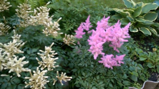 ЦВЕТЫ В ИЮНЕ смотреть онлайн