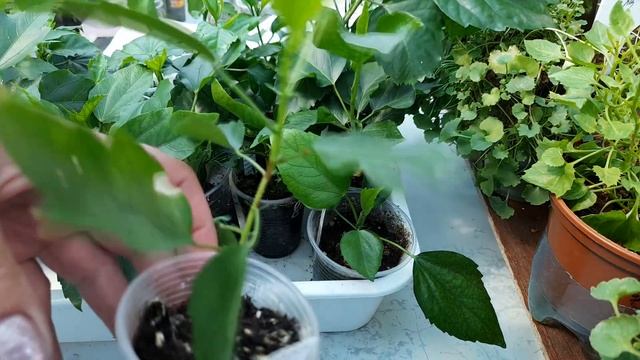Комнатный Гибискус (Китайский розан) смотреть онлайн