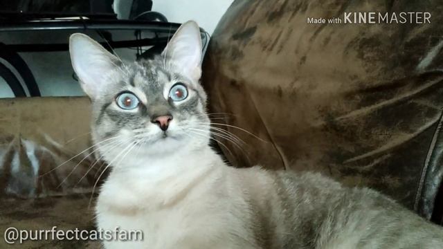 Красные зрачки у кота ! The cat has red pupils! смотреть онлайн