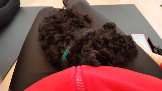 #shorts Йога со щенками/Yoga with puppies-Pet yoga-London #приколысживотными #йогасощенками смотреть онлайн