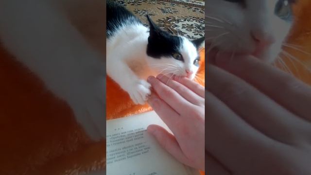 Кот читает книгу смотреть онлайн