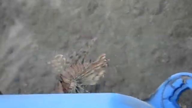 Рыба-зебра (крылатка полосатая).MPG смотреть онлайн