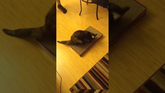 Scratching post for sanders смотреть онлайн
