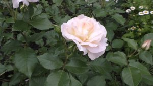 Рекомендую в Ваши сады.Шикарная флорибунда Sans Souci (Сан Суси).