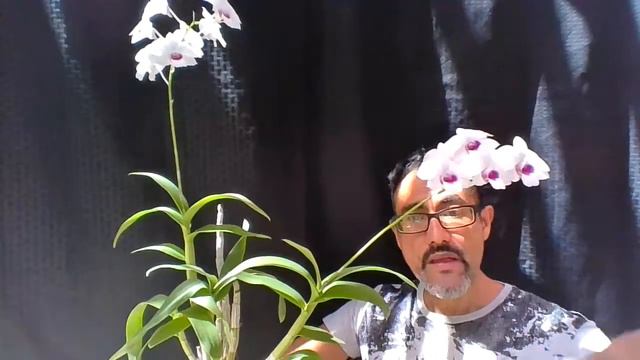 Dendrobium Chao Praya 'Sweet' смотреть онлайн