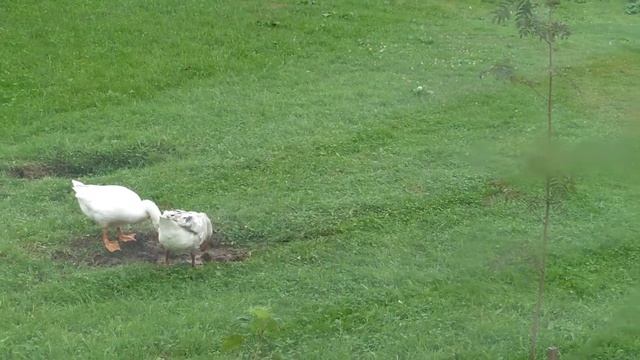 Мои гуси - лебеди! смотреть онлайн