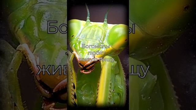 факты о насекомых, Богомол #shorts #shortvideo смотреть онлайн